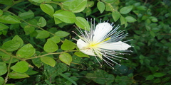 Capparis grandis